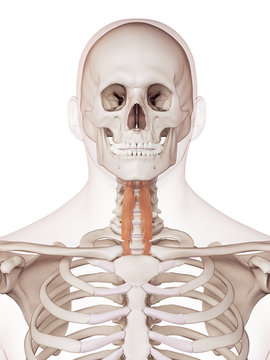 medically accurate muscle illustration of the longus colli