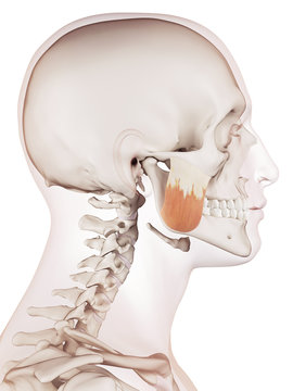 medically accurate muscle illustration of the masseter superior