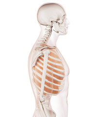 medically accurate muscle illustration of the outer intercostals