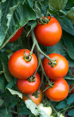 Tomatoes plant in the garden