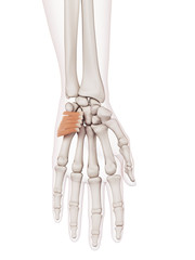 medically accurate muscle illustration of the palmaris brevis