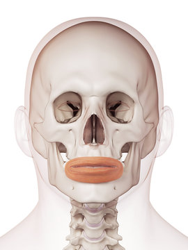 medically accurate muscle illustration of the orbicularis oris