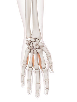 medically accurate muscle illustration of the palmar interosseous muscles