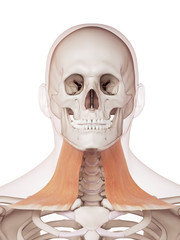 medically accurate muscle illustration of the platysma