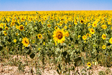 blooming sunflowers