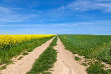 
Rape field, pathway with blue sky