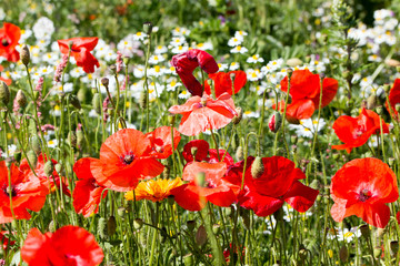 Klatschmohn und Kamille Blumenwiese