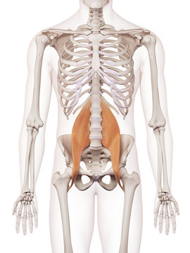medically accurate muscle illustration of the psoas major