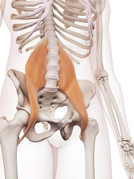 medically accurate muscle illustration of the psoas major