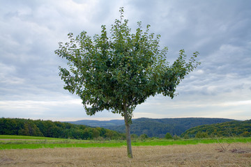 Lonely apple tree