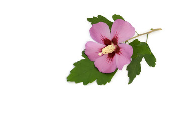 Hibiskus © Marty Kropp