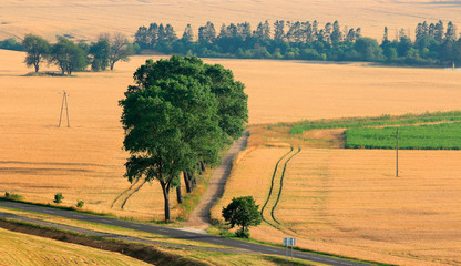 Zbożowe Pola  © Wojciech Lisiński