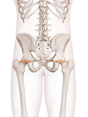 medically accurate muscle illustration of the superior gemellus