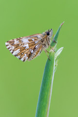 Grizzled skipper