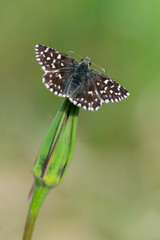 Grizzled skipper
