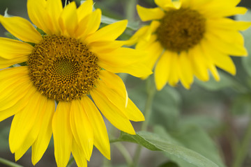 Fototapeta premium Ayçiçeği