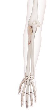 medically accurate muscle illustration of the supinator