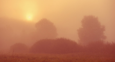 Obraz na płótnie Canvas Rising sun in morning fog and trees.