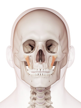 medically accurate muscle illustration of the zygomaticus minor
