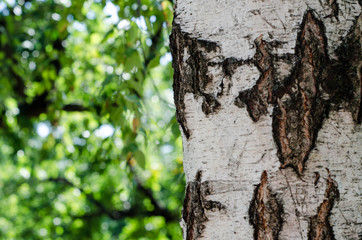 Birch bark texture background paper