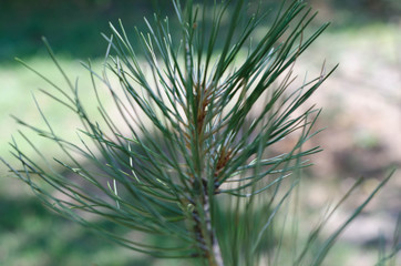 Green branch pine in green background