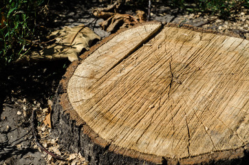 Background of truncated circle tree © dima4to