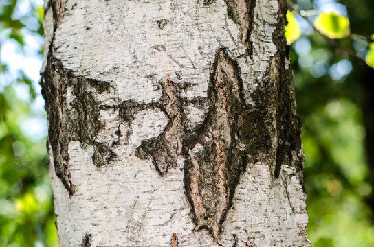 Birch bark texture background paper