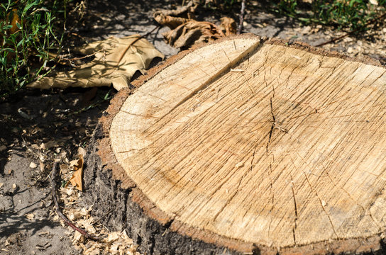 Background of truncated circle tree