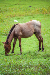 Fototapeta premium Horse