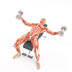 Bodybuilding gym exercising. Dumbbell Flyes. Chest muscle group. White background, half turn top view