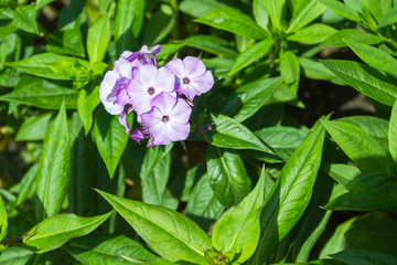 Pink flowers on a green Bush in the Park in the summer