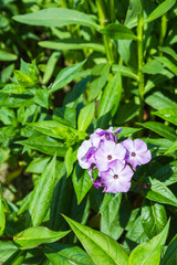 Pink flowers on a green Bush in the Park in the summer