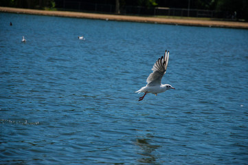 Möwe