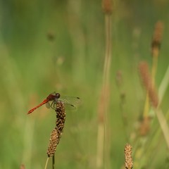 Red dragonfly at rest