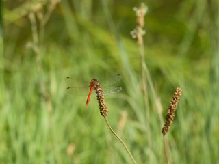 Red dragonfly at rest