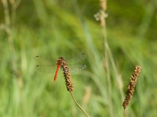 Red dragonfly at rest.