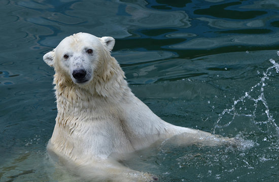 Белый медведь купается.