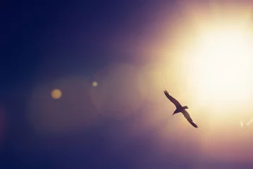 Foto op Plexiglas Zeemeeuwvogel die in de lucht vliegt © ValentinValkov