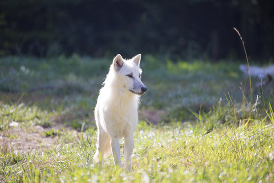 Loup artique
