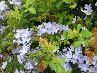 piante