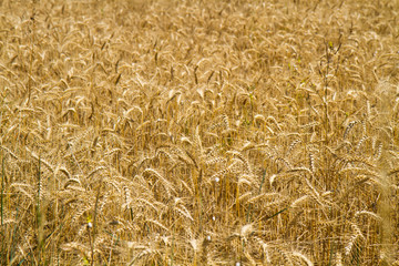 Gold wheat field