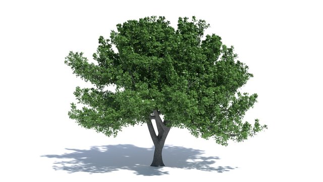 3d illustration of an oak tree