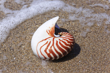 Nautilus seashell on water background