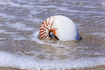 Nautilus seashell on water background