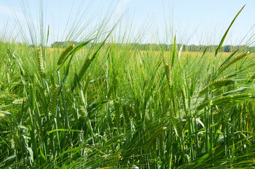 Barley field with green ears