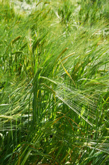 Barley field with green ears