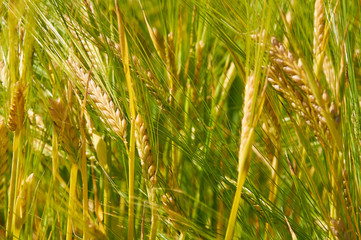 Barley field is getting yellow