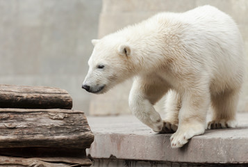 Eisbärenjunges am Baumstamm - obrazy, fototapety, plakaty
