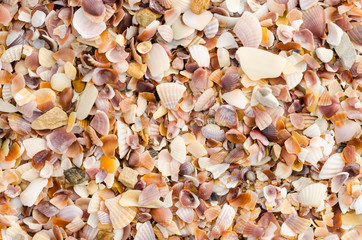 shell background on a sand beach