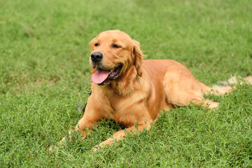 Golden retriever portrait